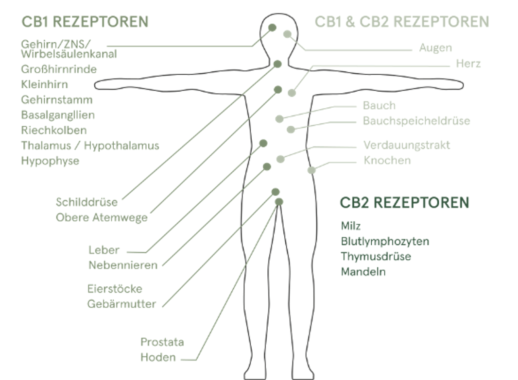 endocannabinoidsystem rezeptoren cbd dosierung