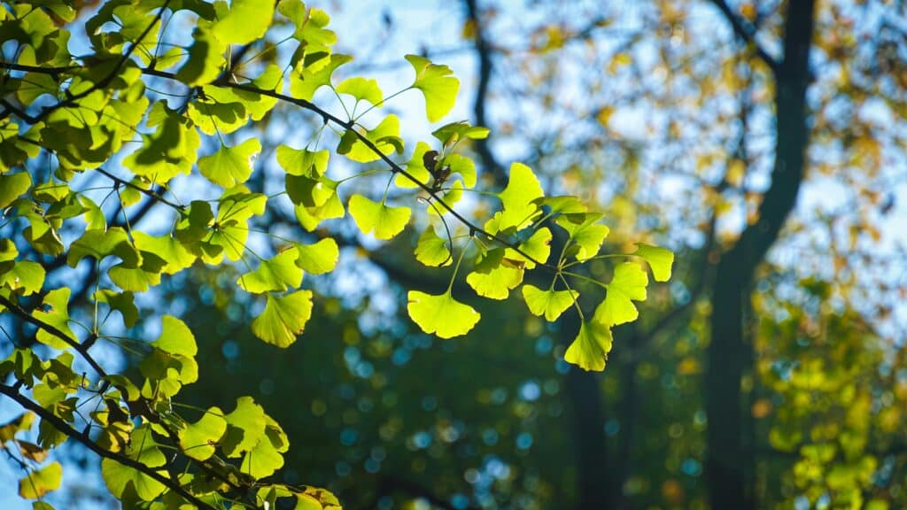 Mehr über den Artikel erfahren Ginkgo Biloba Wirkung