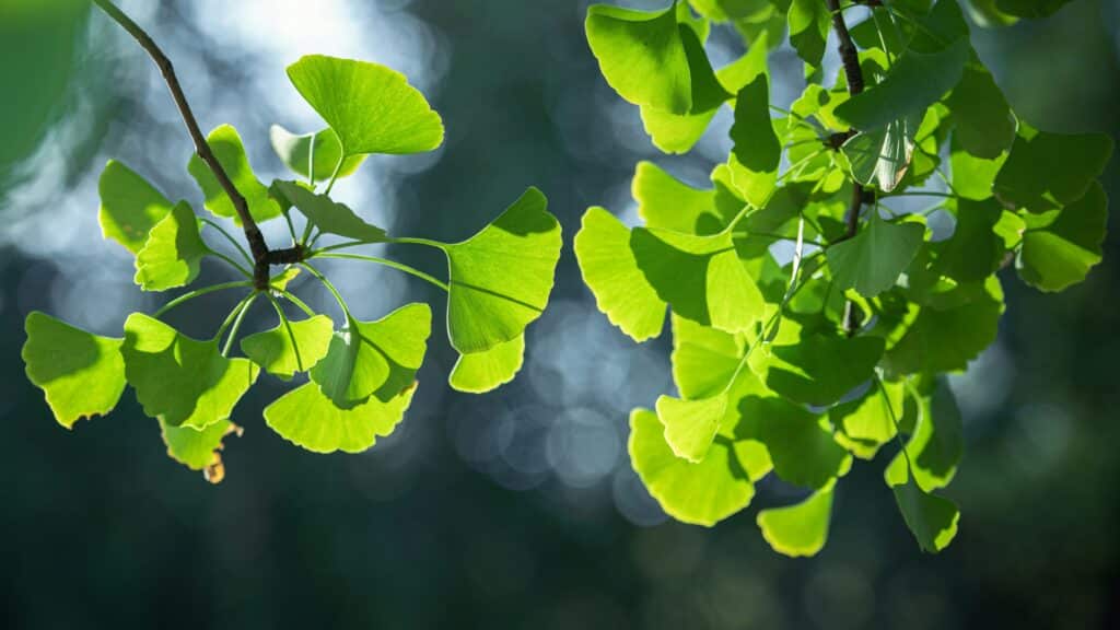 Mehr über den Artikel erfahren Ginkgo Biloba